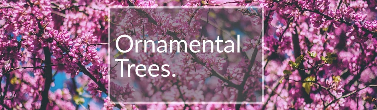 Ornamental Trees for Sale Colorado
