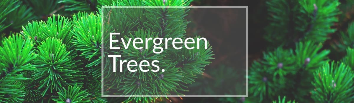 Evergreen Trees for Sale Colorado
