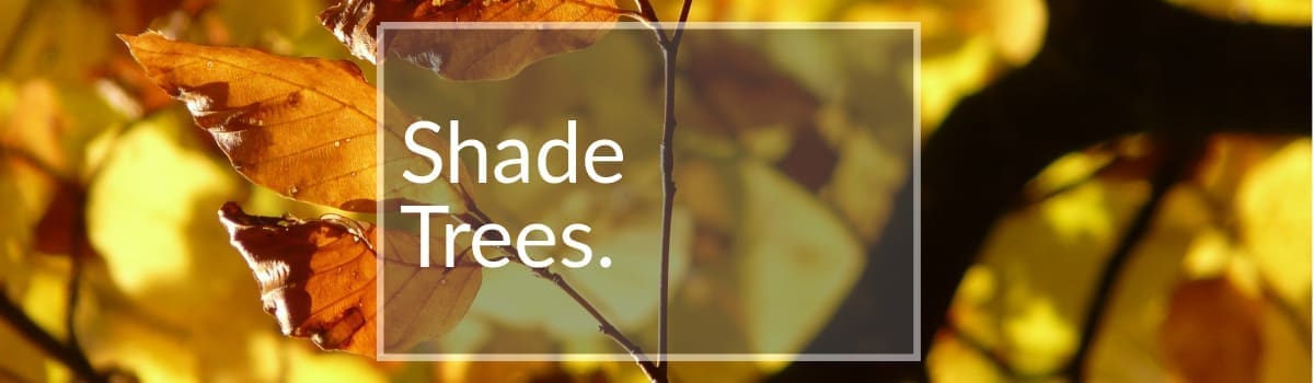 Shade Trees for Sale Colorado